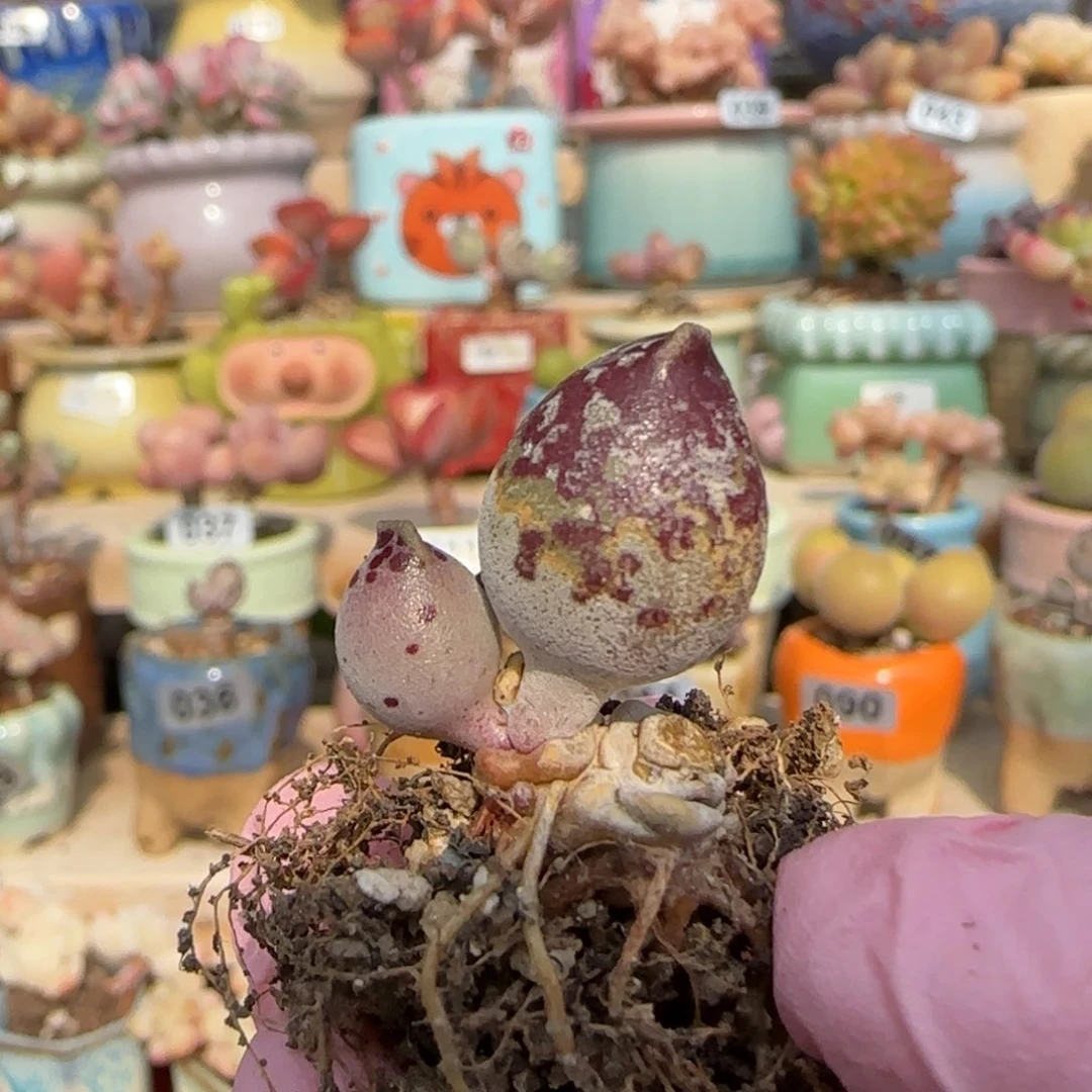 -***鸡专拍 带土球1111