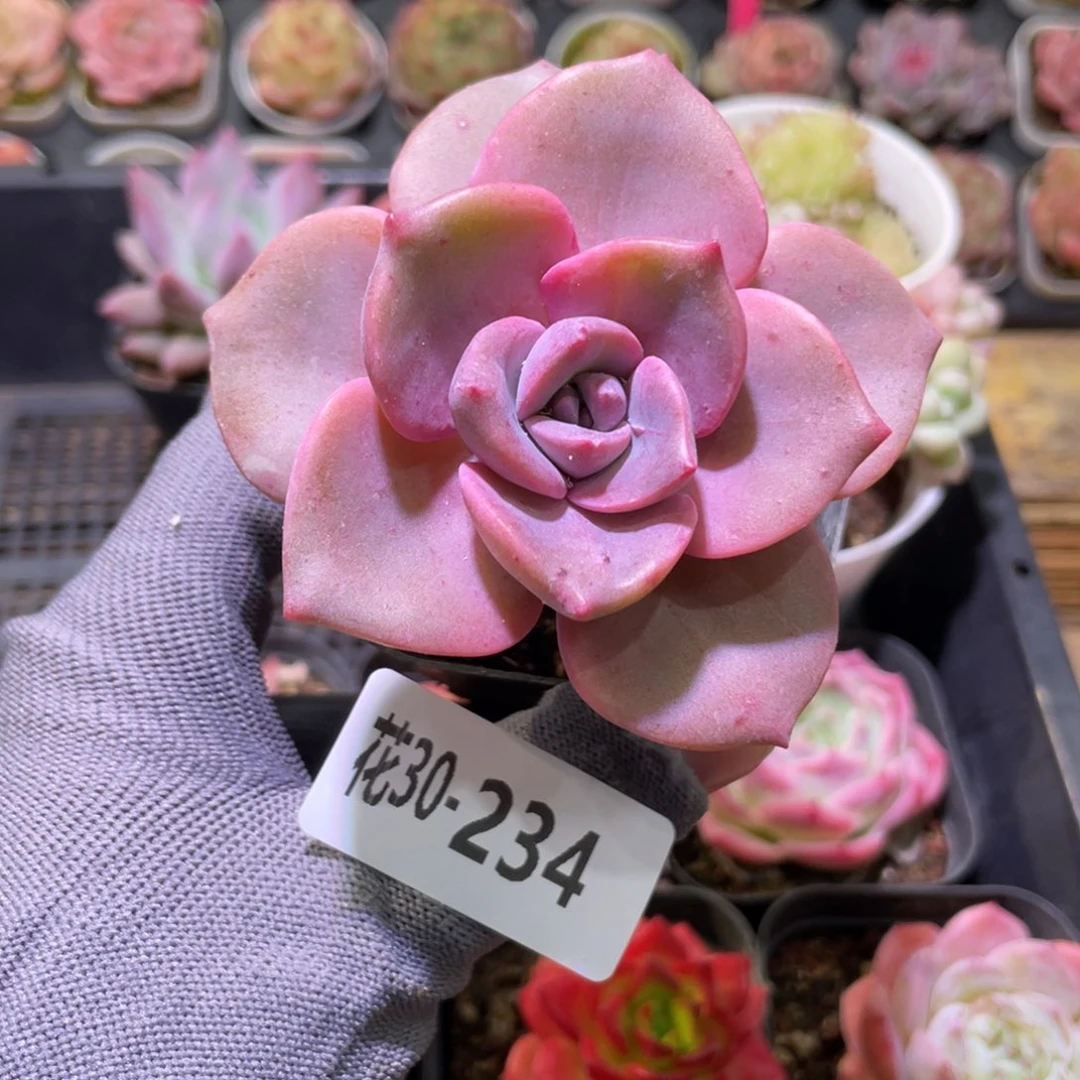 花利美30-234彩虹糖