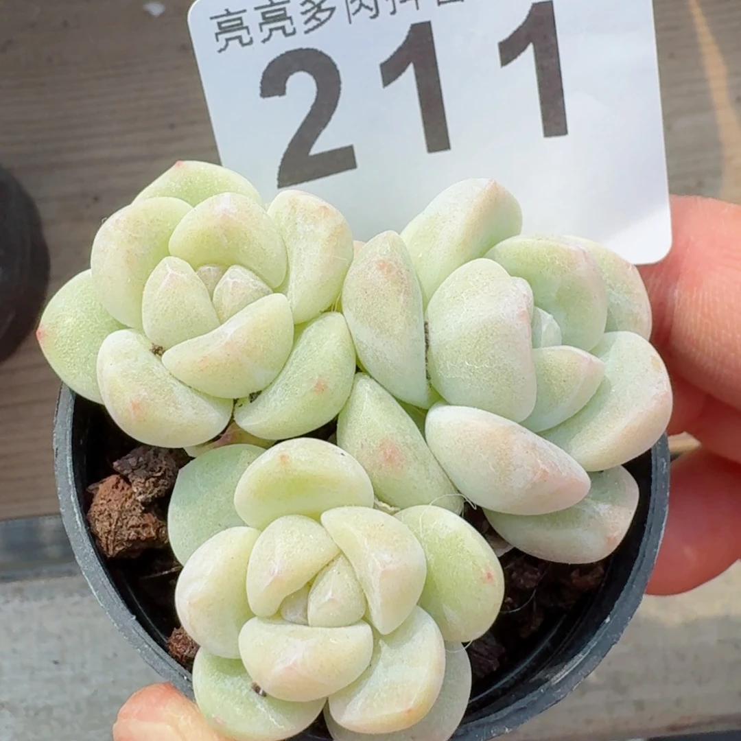 小脸并冰玉         精品多肉