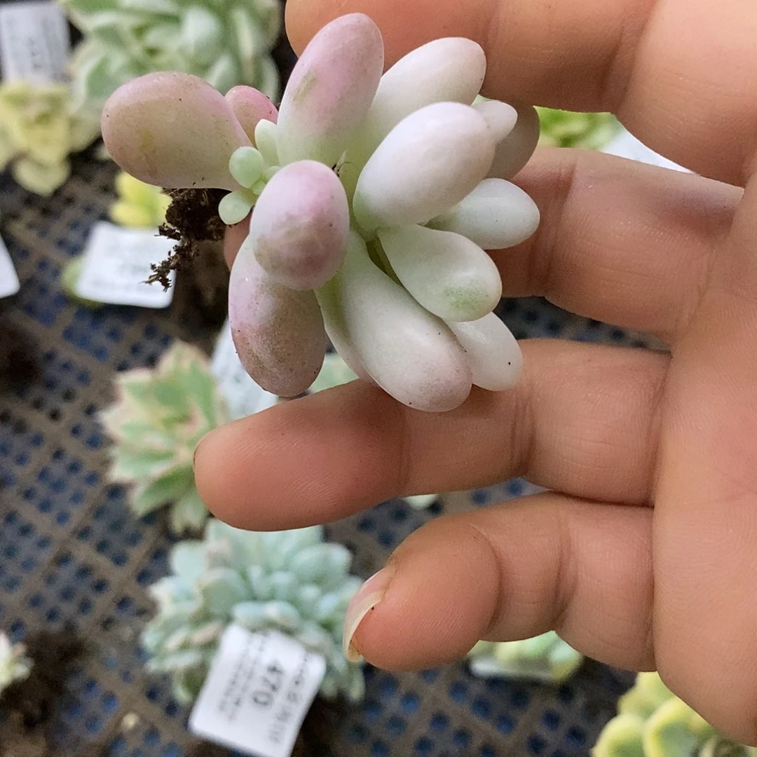 538汤圆锦炸多肉植物哇啦塞