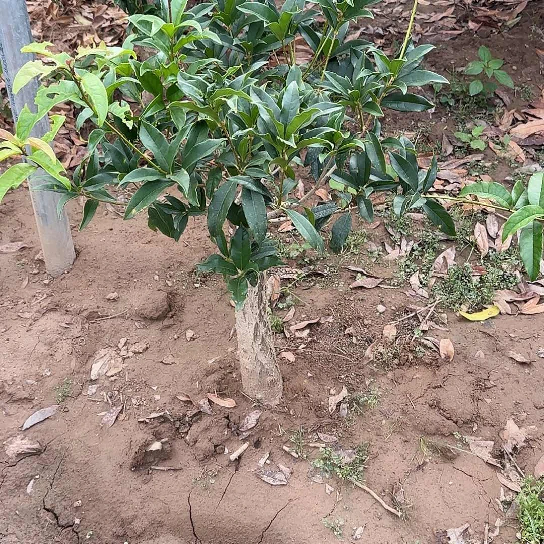 张***二无花朵桂花。 八月桂系列