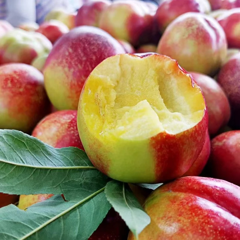 黄心油桃新鲜现摘脆甜多汁孕妇水果脆甜可口桃子应季水果