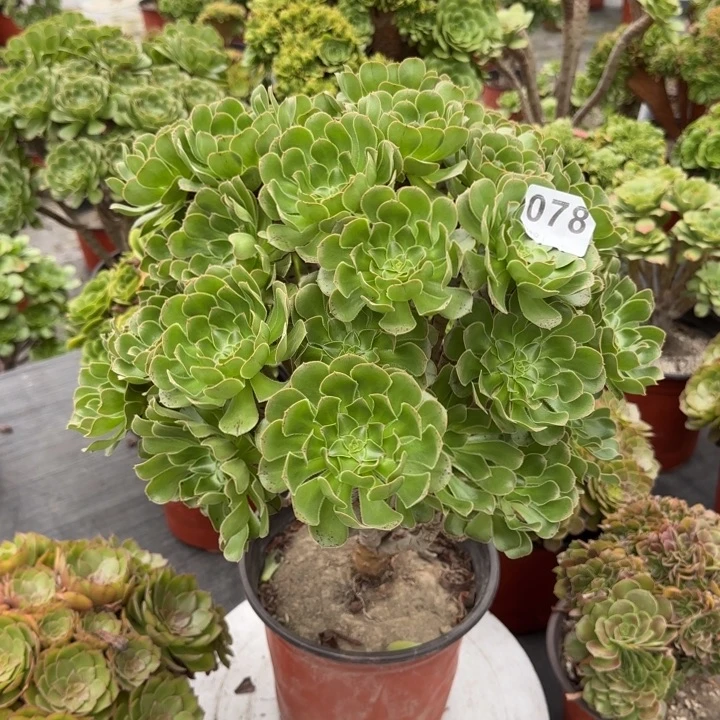 用***4多肉植物078补10元