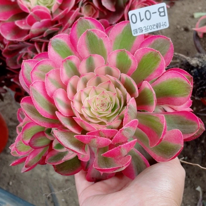 10荔枝多肉1234578