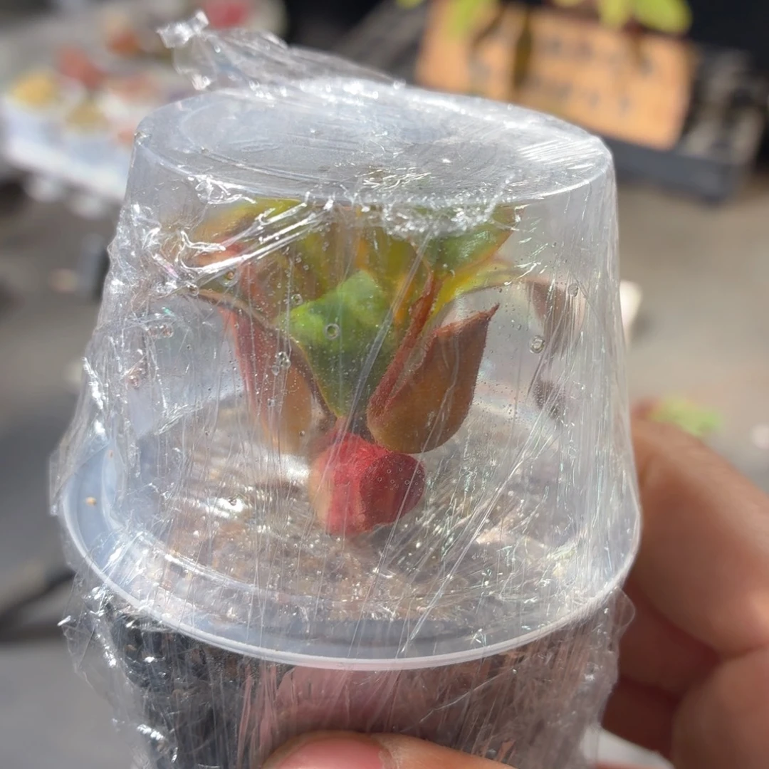 猪笼草多肉9.9包邮发货