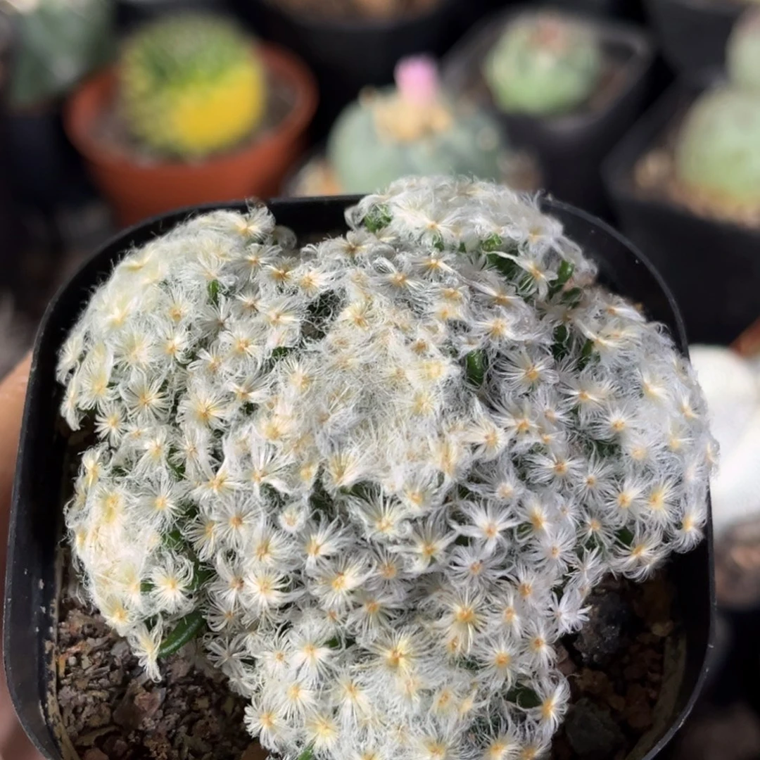仙人球一物一拍自根