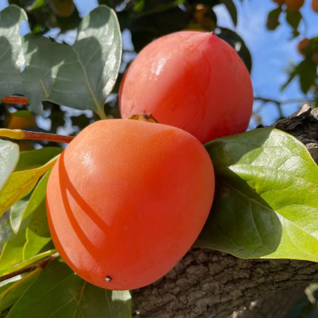富平尖柿放软吃新鲜爆甜流心应季水果可挂柿饼