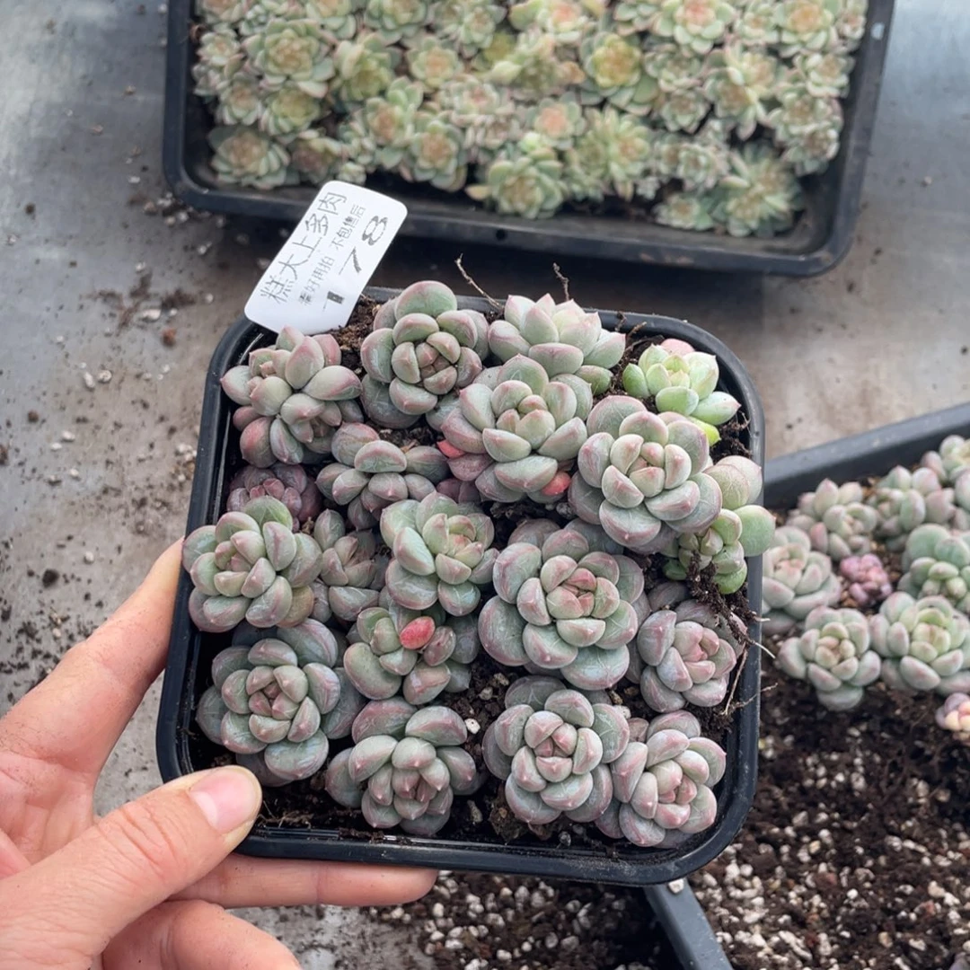 糕大上多肉植物178