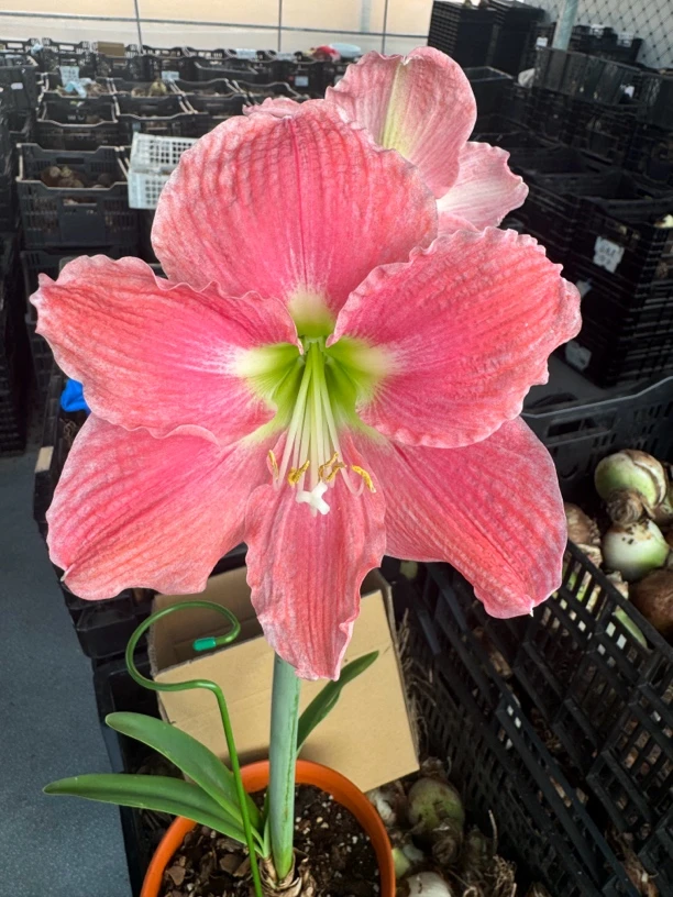 阿玛尔菲朱顶红进口单瓣种球大种球盆栽带花苞