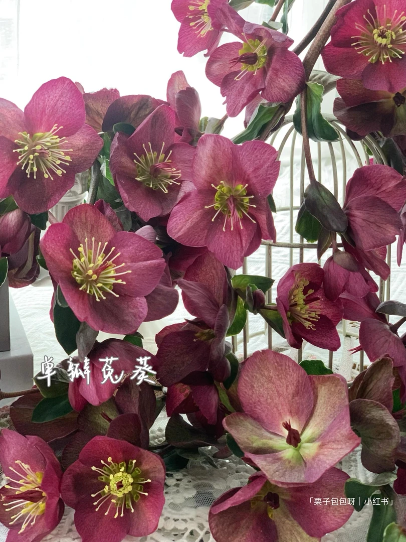 婵之语优选单瓣红色兔葵鲜切花