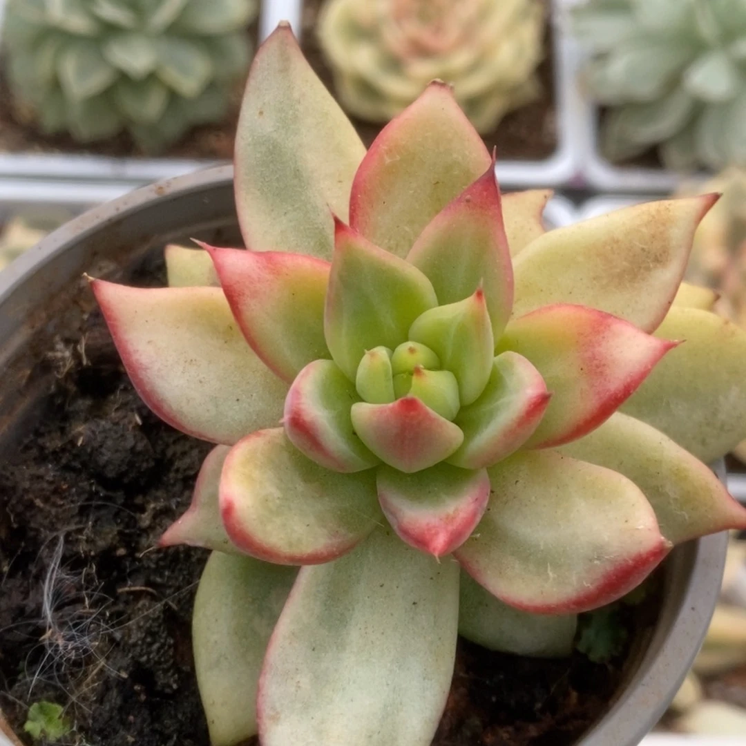 687东云杂锦锦锦锦锦锦锦