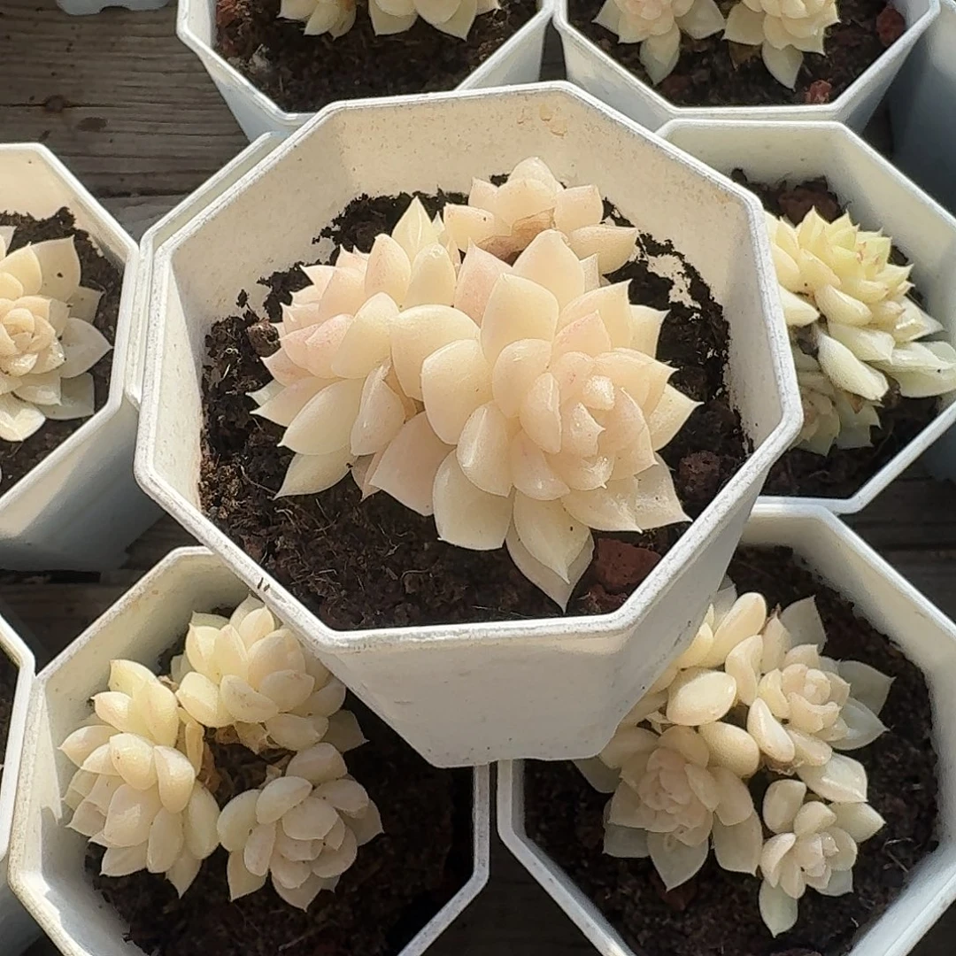 白天鹅多肉植物16.8