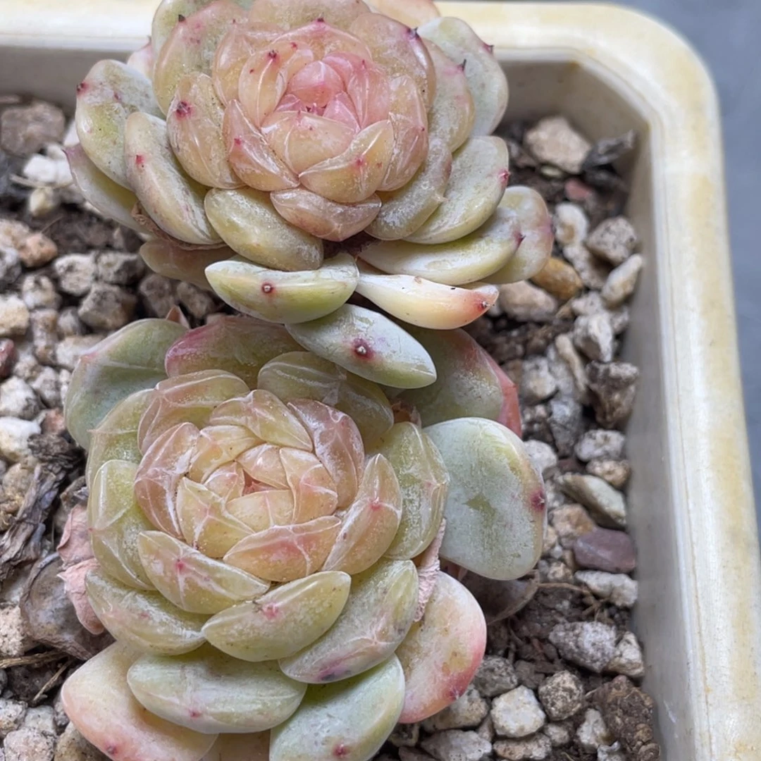 白恋双头7公分左右