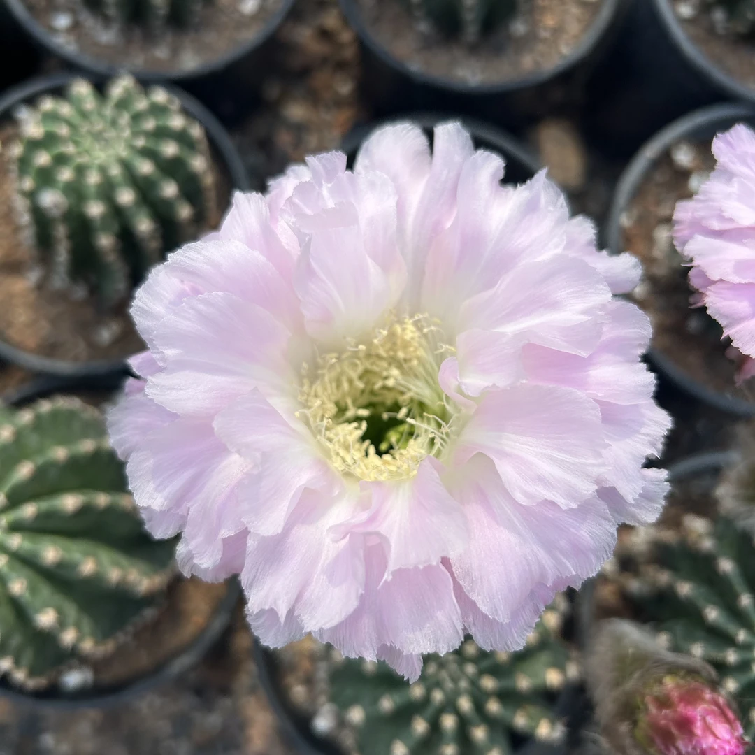 紫色经典 仙人球夏型种绿植盆栽桌面阳台办公室摆件