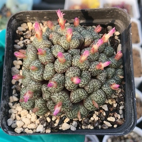多肉肉锥 50头 粉花墨小锥杂
