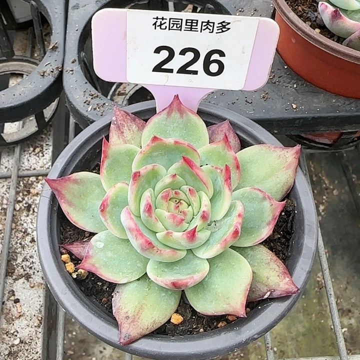 心***。226 惊鸿仙子多肉植物6-9cm