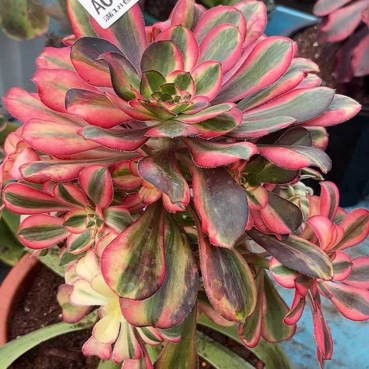 珊*011粉体香奈儿多肉植物