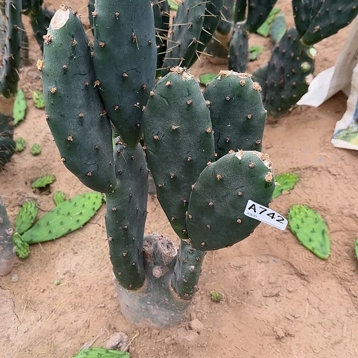 无花朵?****?黄大刺742