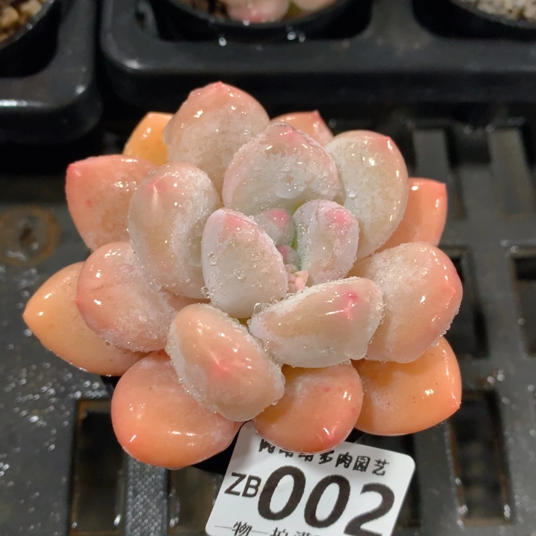 肉萌萌拇指盆精控多肉ZB002