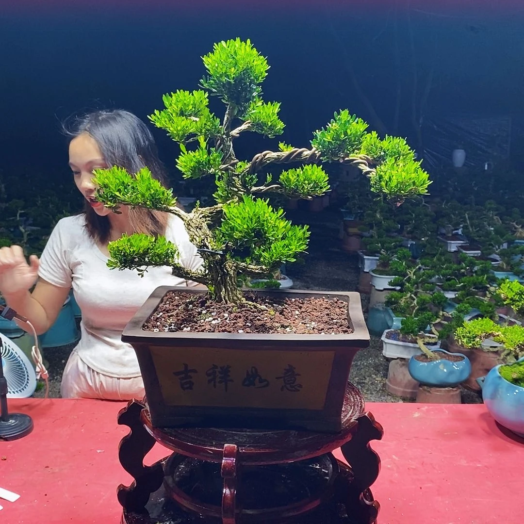 无花朵广东雀舌黄杨盆景