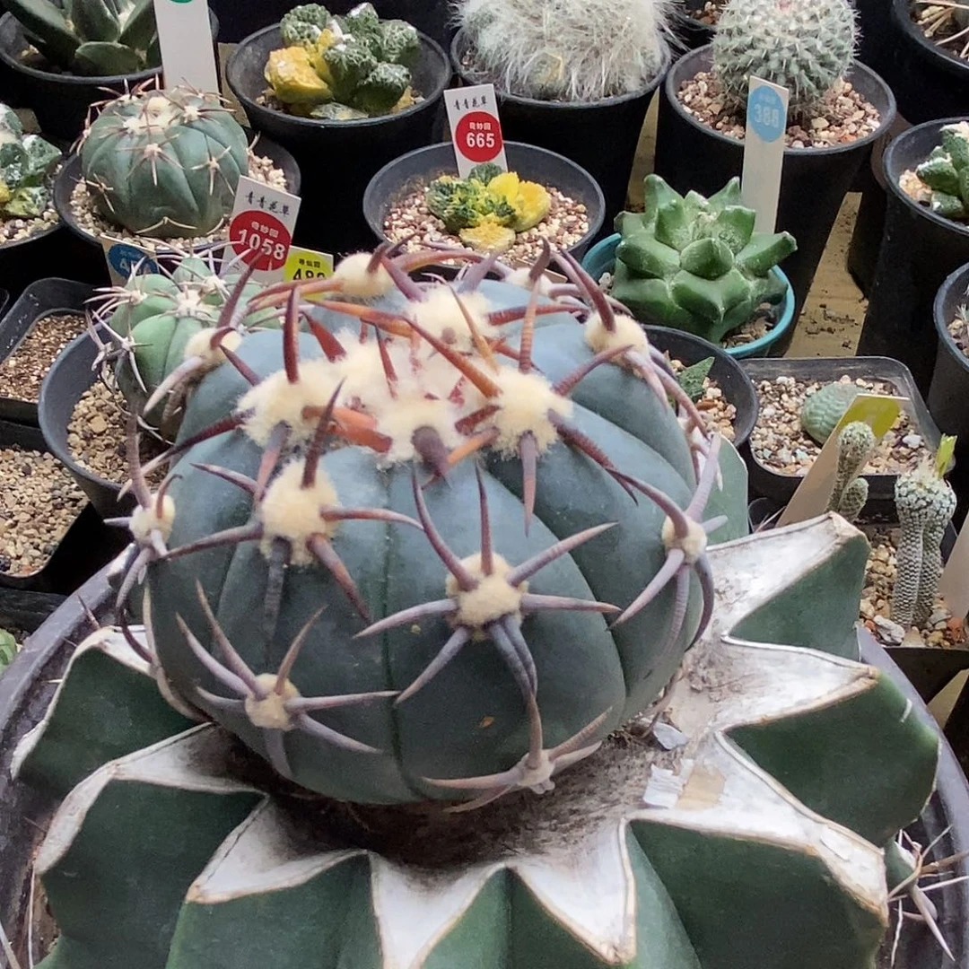 嫁接割刺雷帝平丸7.7cm