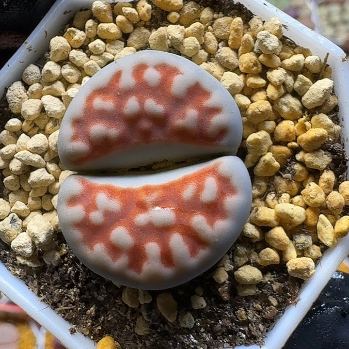 生石花2:：：：。  6号