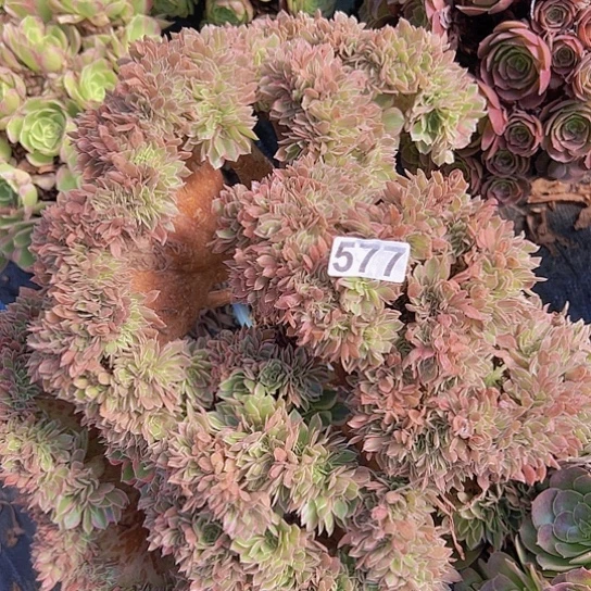 元***子多肉植物一个女神