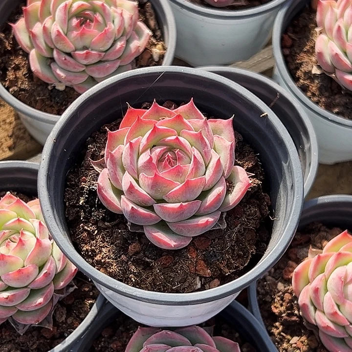 侧影          福利多多