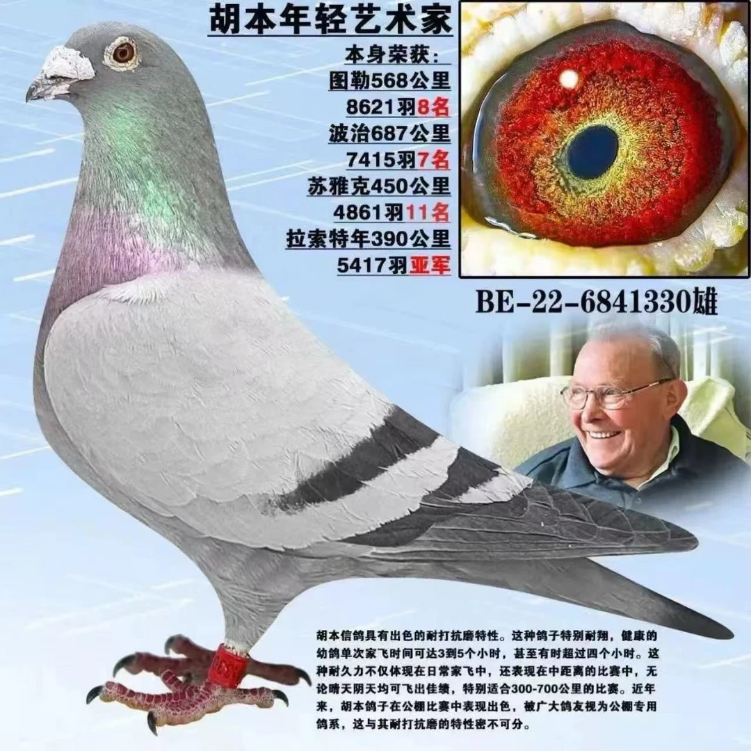 种鸽幼鸽适用滴鼻点眼饮水用品用于信鸽育种赛鸽