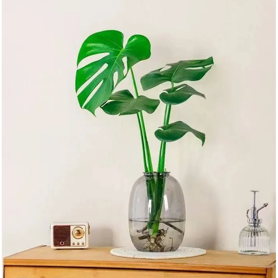 大肚瓶水培龟背竹精品绿植好养格调桌面盆栽净化空气四季常青