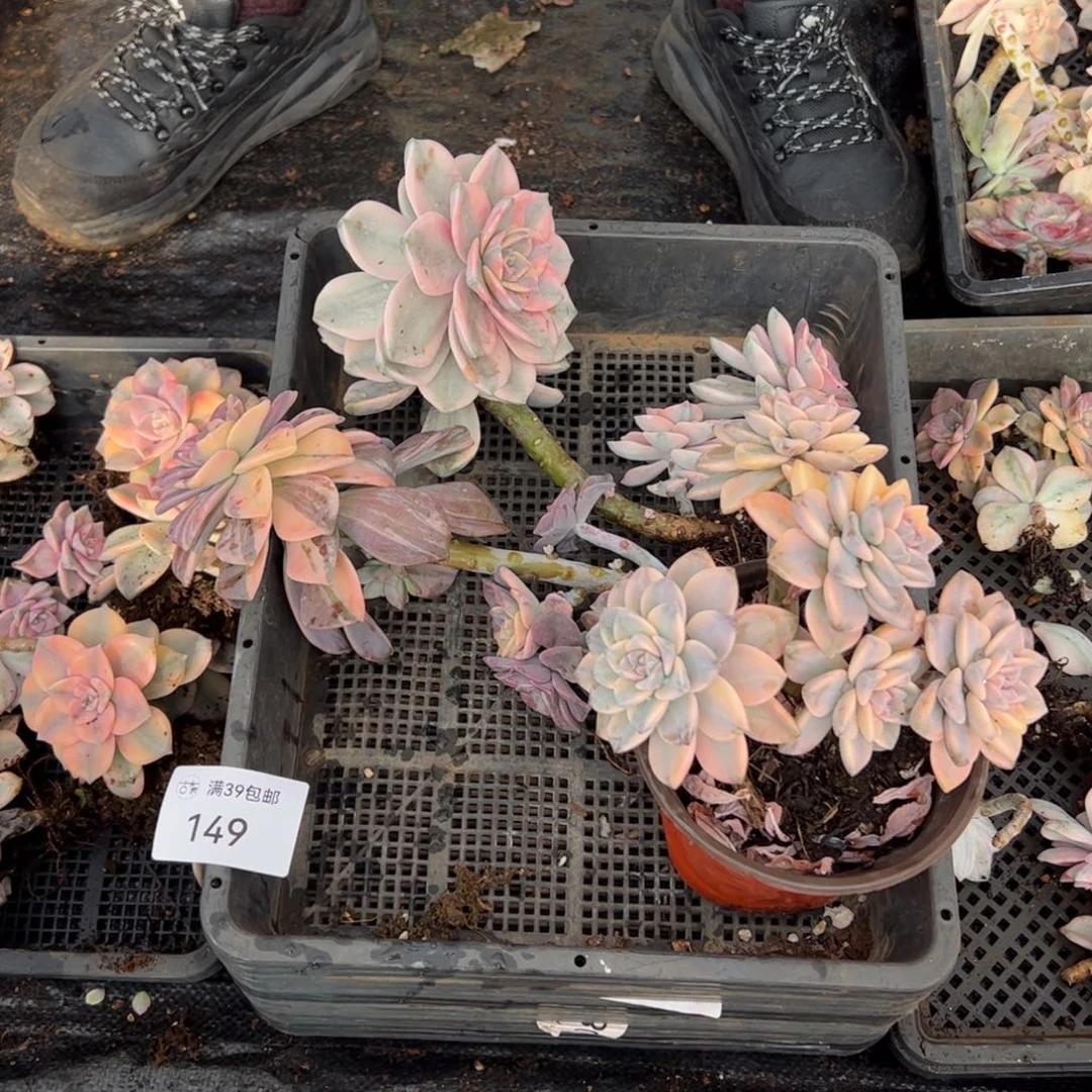 149紫乐锦老桩多肉