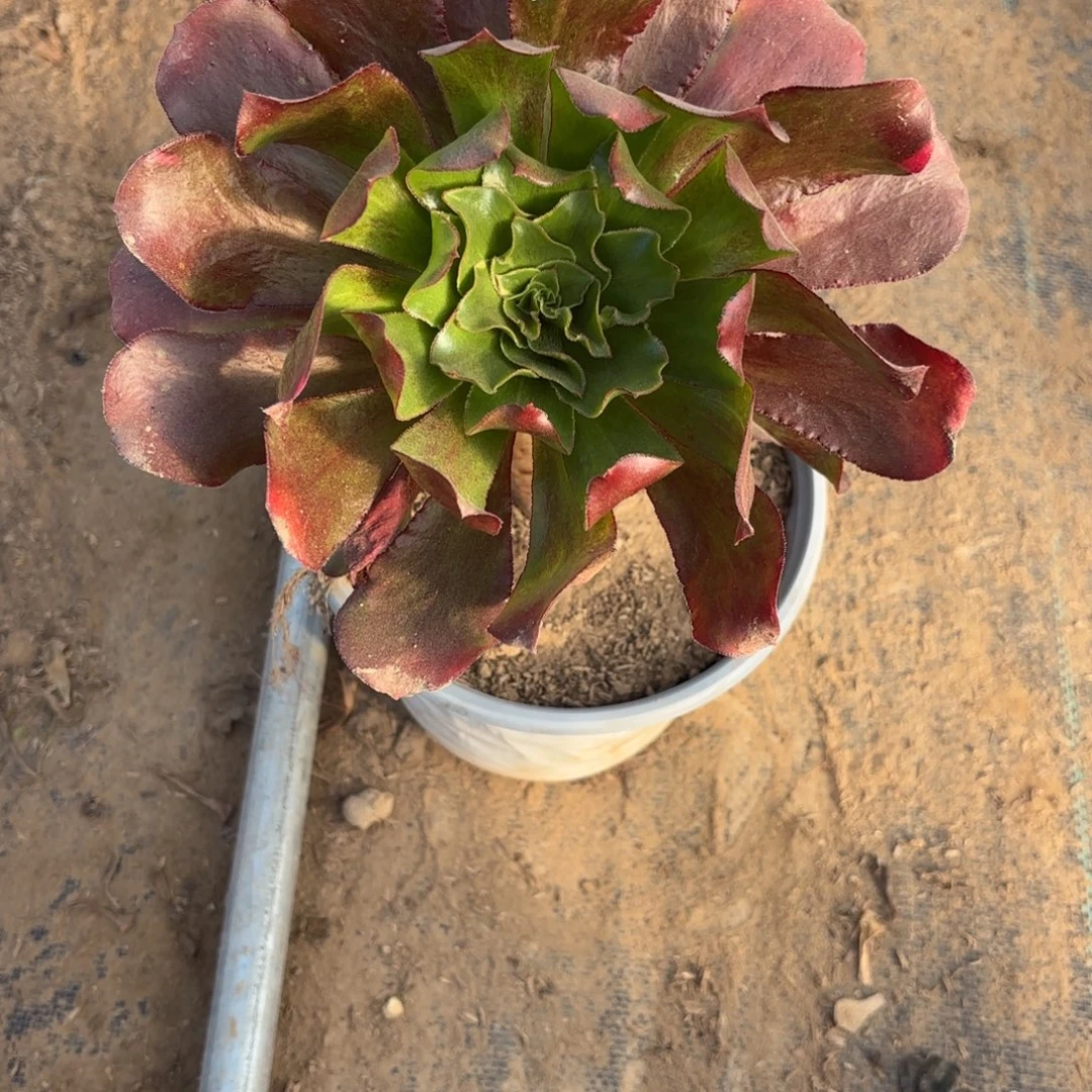 M. 1669魅影七彩多肉1，cade