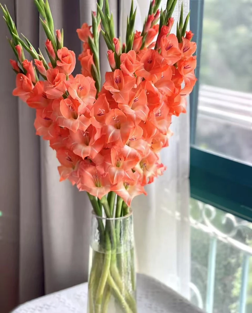 定制精选橙心如意剑兰--实物以直播间展示为准