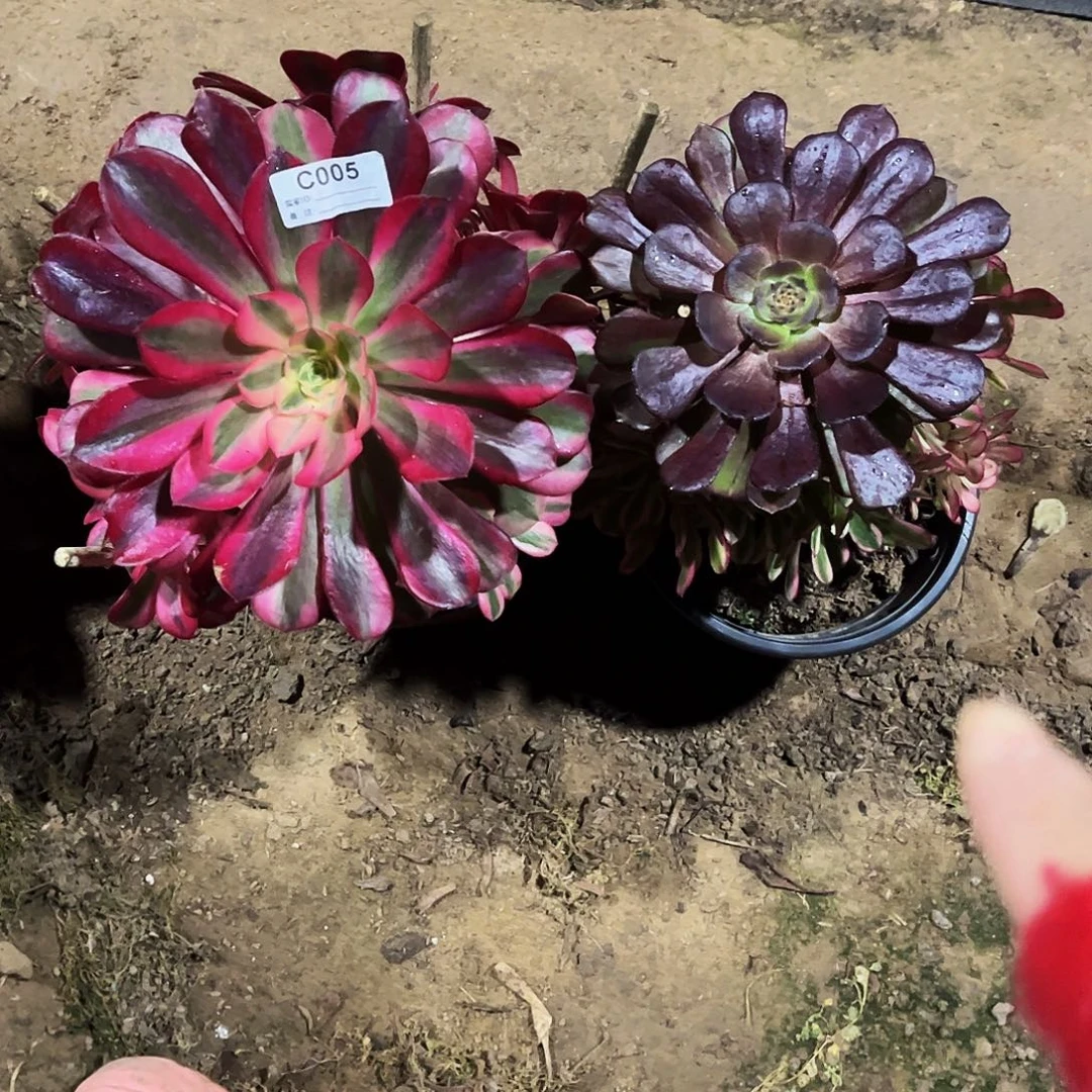 完全开放多肉植物005美杜莎，白月光