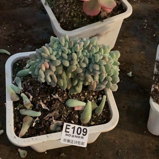 旻***子冰橙缀化 109 亏本处理退款拉黑 需延迟发货