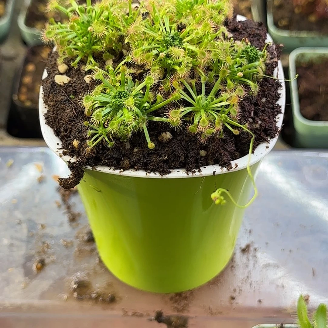 完全开放芳香迷你茅