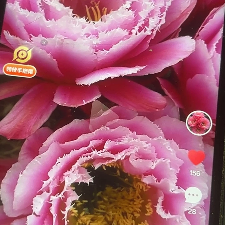 仙人球毛花柱歪瑕疵黑点小球