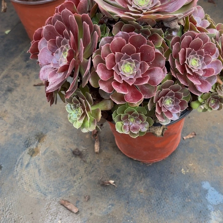 瑞妈嗯。。。。157荷兰玫瑰