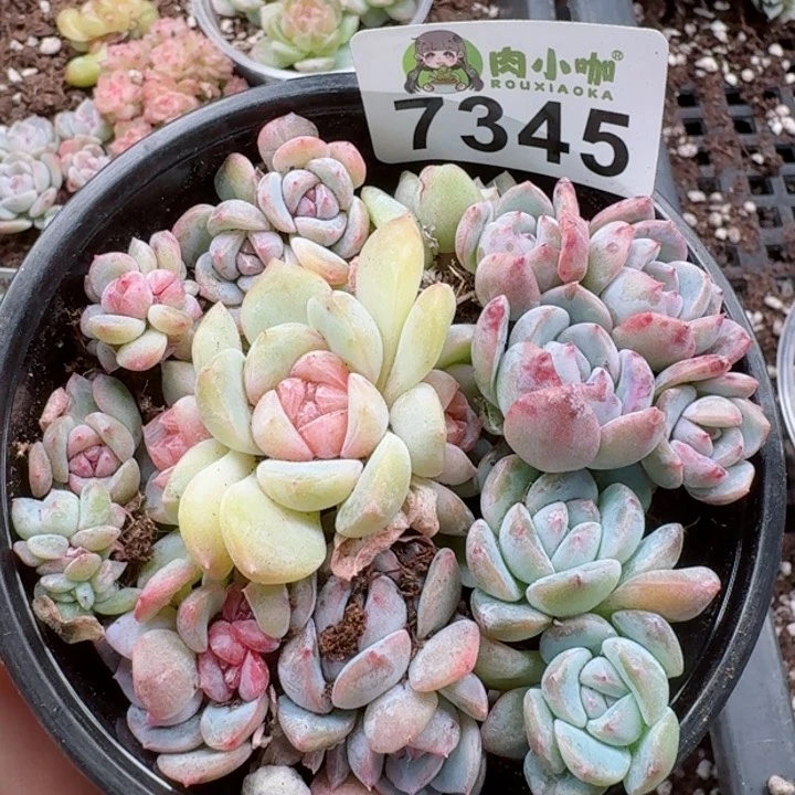 多肉植物多肉植物