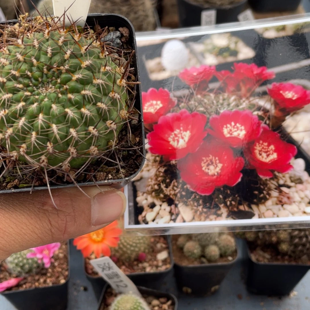 14往事多肉园仙人球