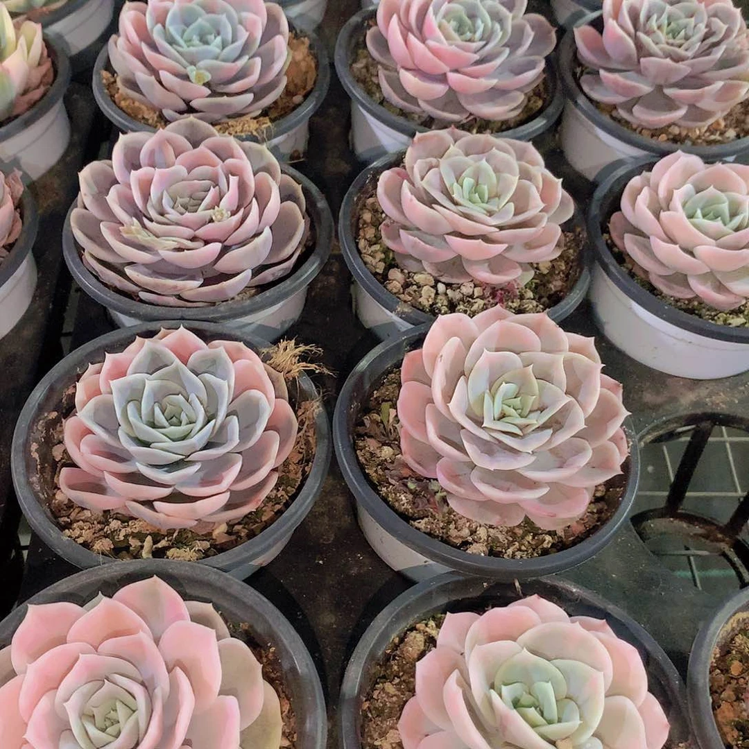 蓝色惊喜锦3456789990000