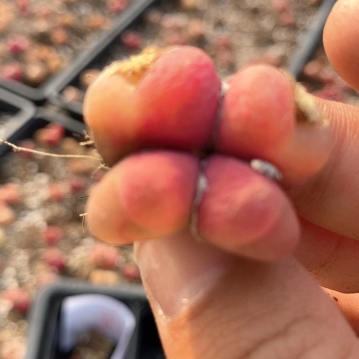 20562四头浅粉一颗