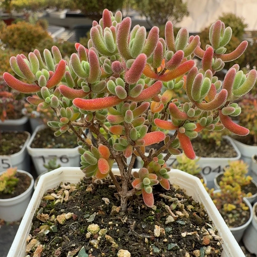 A946红叶枝干一物一拍