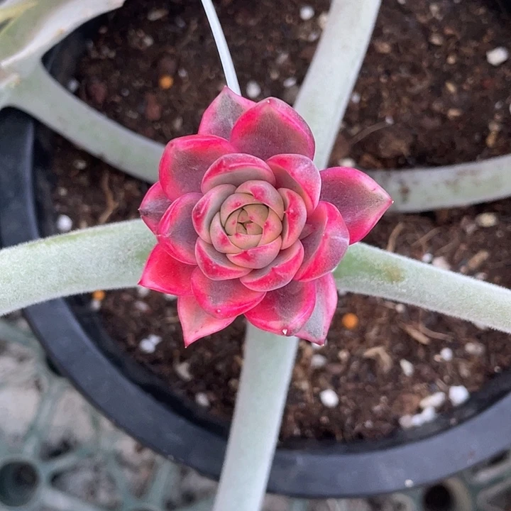 紫水晶锦一物一拍锦龙