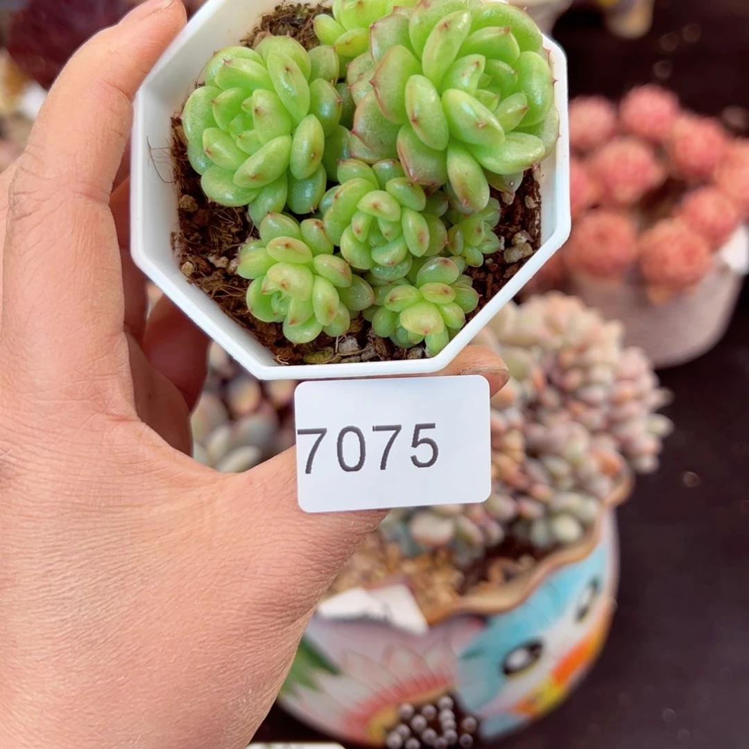 7075群生灯泡珍妮多肉