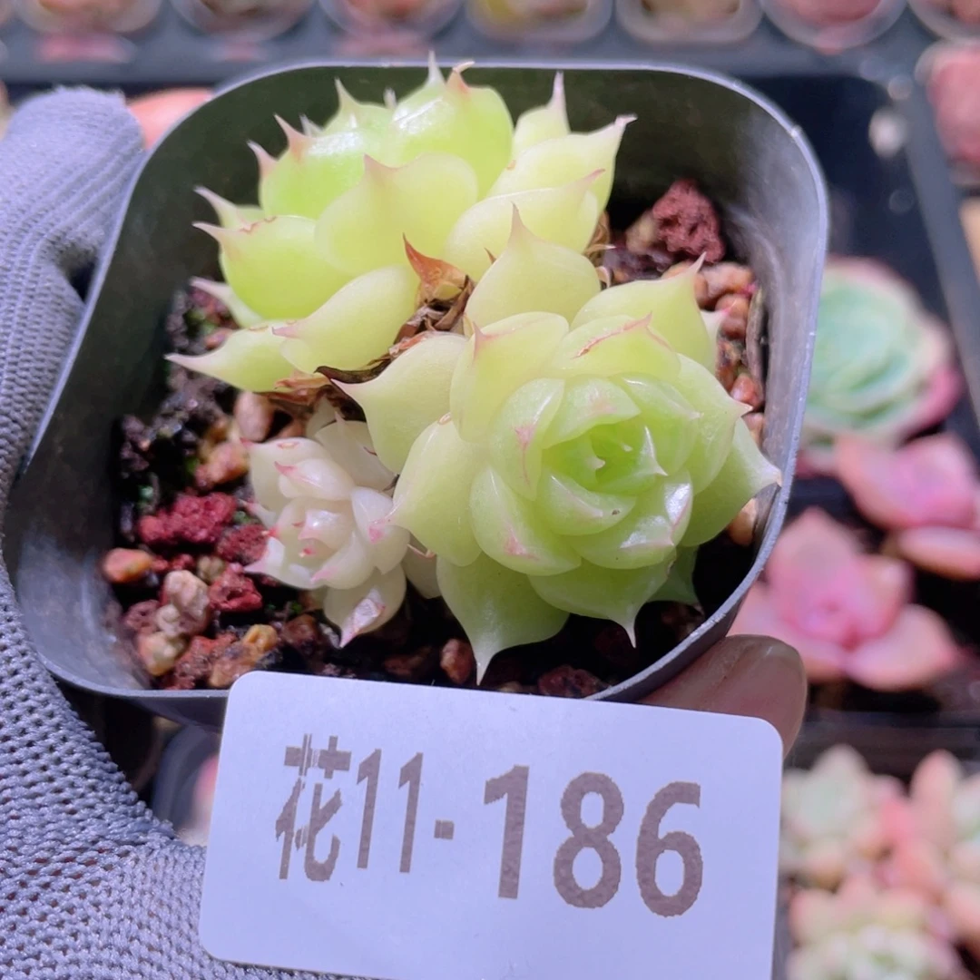 花利美11-186麦秆