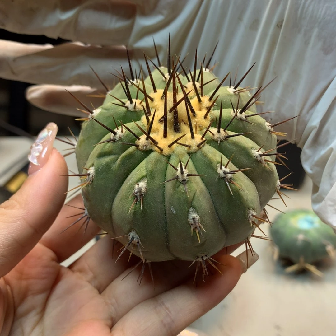 26号 黑王 (无根无木心)