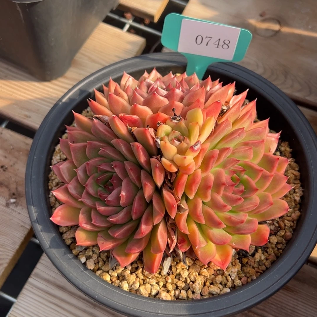 兰***肉0748多肉多多多多