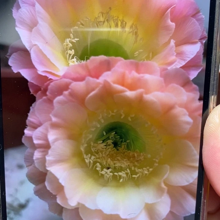 香香落日侧芽3公分左右