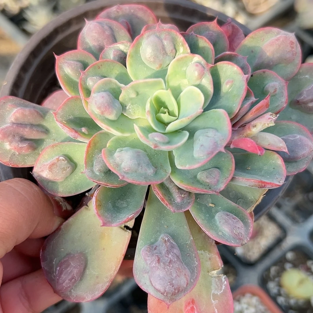 多肉植物雨滴单头